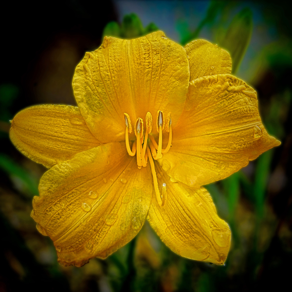 Yellow Day lily Digital Download