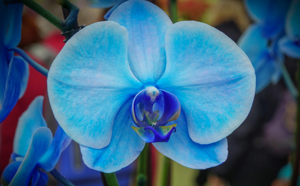 Blue Orchid Digital Download