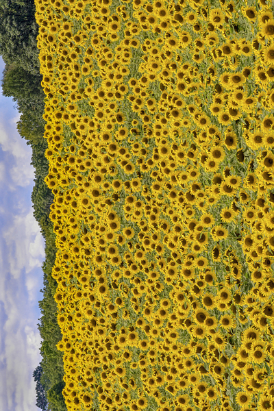 Sunflower field by Jim Radford