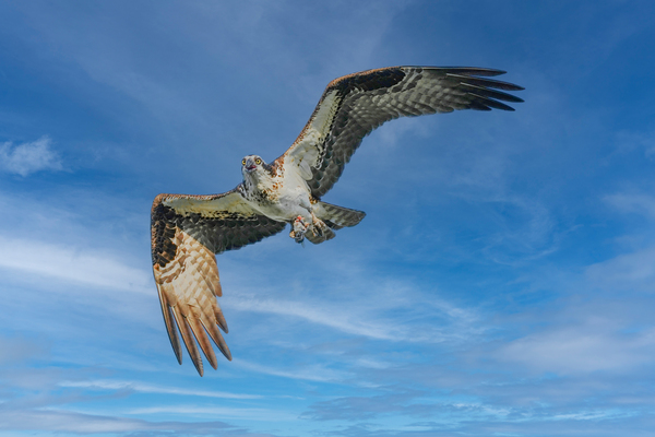 Osprey in flight Digital Download