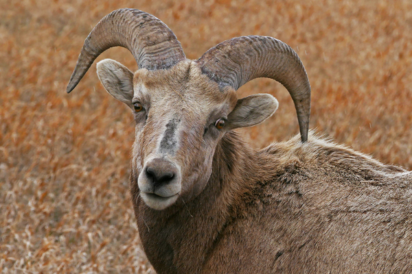 The look- bighorn sheep Digital Download