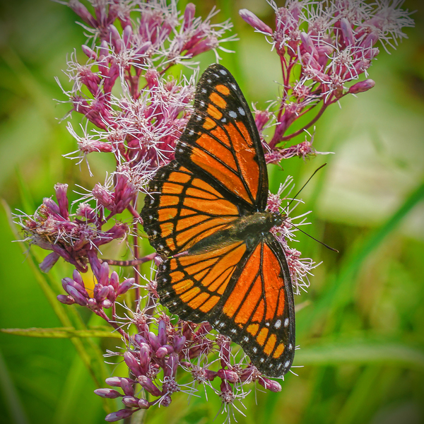 Monarch with spread wings Digital Download