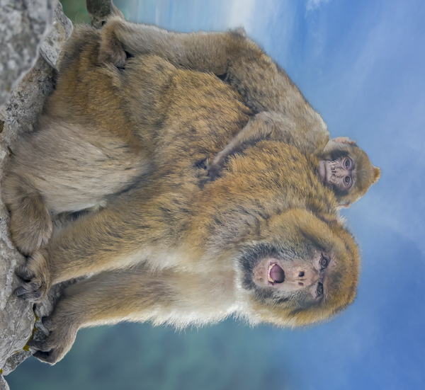 Barbary Macaques monkey Digital Download
