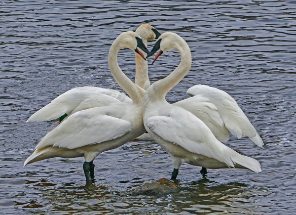 Hearty Swans by Jim Radford