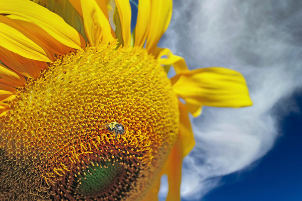 Bee on sunflower Digital Download
