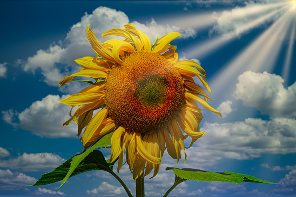 Sunny flowers   Digital Download
