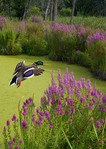 Mallard in flower pond by Jim Radford