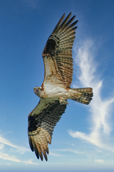 Big wing osprey Digital Download