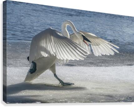 Swan on Guard  Canvas Print