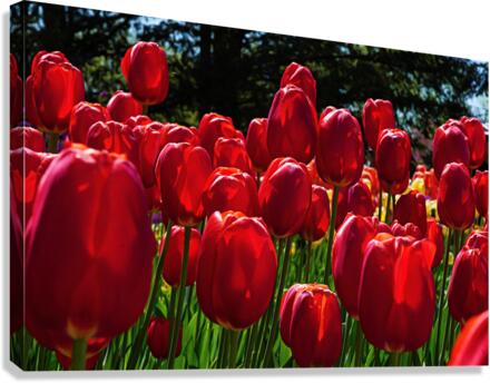 Red tulip parade   Canvas Print