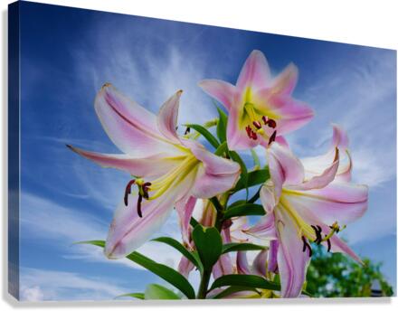 Lucious Lily  Canvas Print