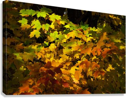 Fall Colors  Canvas Print