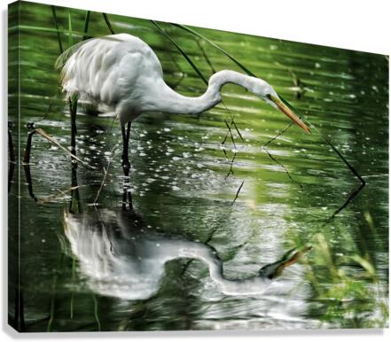 Feeding Egret  Canvas Print