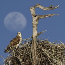 Nesting osprey