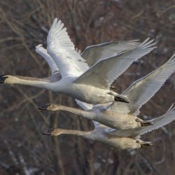 Trumpter swans