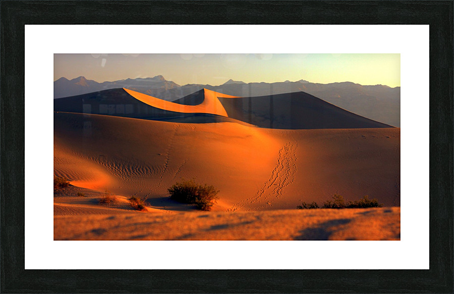 Mesquite Dunes at Dusk  Framed Print Print