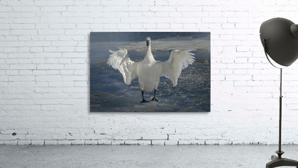 Embracing Swan by Jim Radford