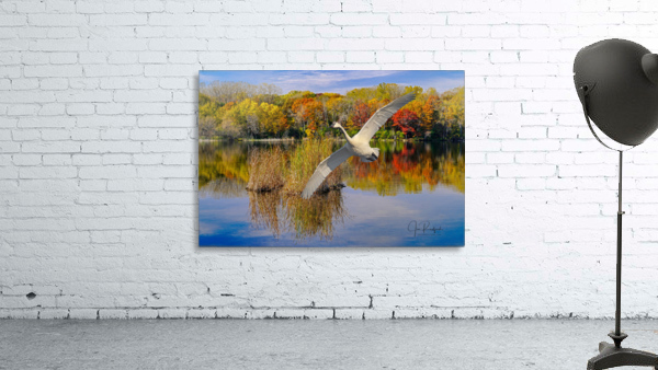 Landing Swan by Jim Radford