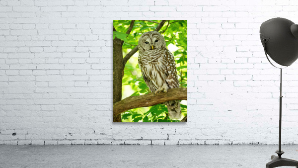 Barred Owl  by Jim Radford