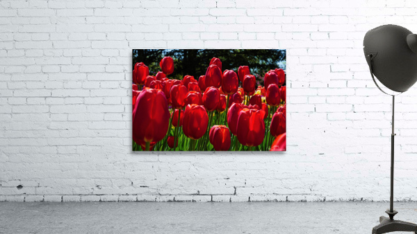 Red tulip parade  by Jim Radford