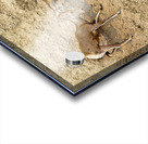 Jousting Big Horn Sheep Acrylic print