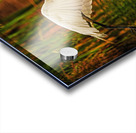 Egret in Flight Acrylic print
