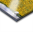 Flower fields Acrylic print