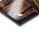 Morning light in the pines Acrylic print