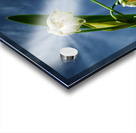 Flower bells are ringing Acrylic print