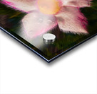 Hair of the Mandevilla Acrylic print