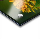 Hummer seeks the nectar Acrylic print