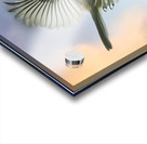 Chickadee on the wing Acrylic print