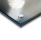 Small bird - big wings Acrylic print