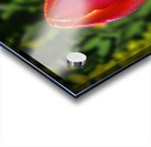 Keukenhof rose Acrylic print