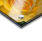 Yellow rose Acrylic print