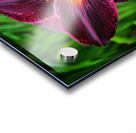 Purple Lily Acrylic print