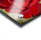 Red Tea Rose Acrylic print