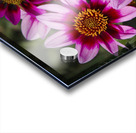 Dahlia flower and monarch Acrylic print