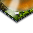  Elm Cap Mushroom Acrylic print