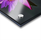 Purple pond Lilly Acrylic print