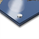 Nesting osprey Acrylic print