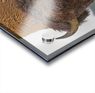 Bull bison Acrylic print