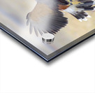Harris hawk on the wing Acrylic print