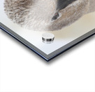 Trumpter swan Acrylic print