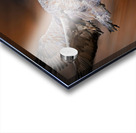 Sandhill in-flight motion Acrylic print