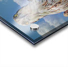 Osprey posing Acrylic print