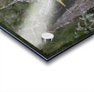 Everglades heron Acrylic print