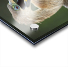 Juvenile Anhinga Acrylic print