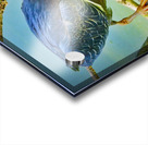  Green Heron Acrylic print