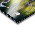 Blue Heron fishing Acrylic print